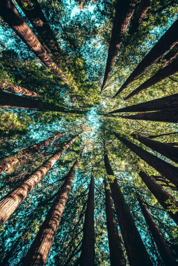 Nachhaltigkeitsstrategie Climate transition plan